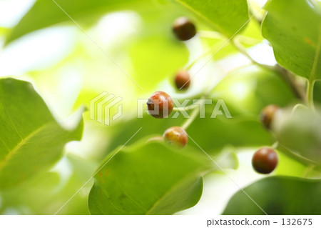 Red fruit 132675