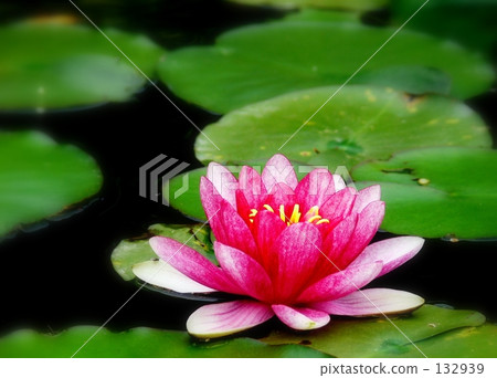 Water lily Water lily 132939