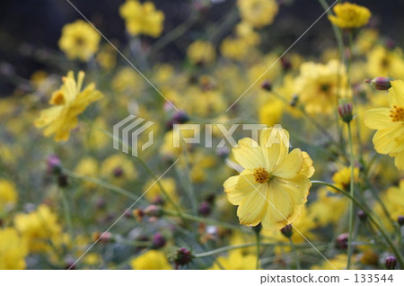 風 大波斯菊 日光 133544