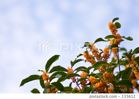 秋葉,桂花 秋葉,桂花 133612