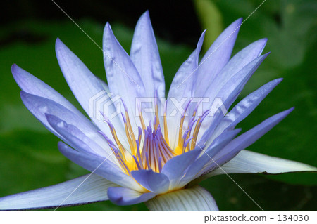 A light blue water lily A light blue water lily 134030