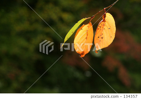 Autumn leaves Autumn leaves 134357