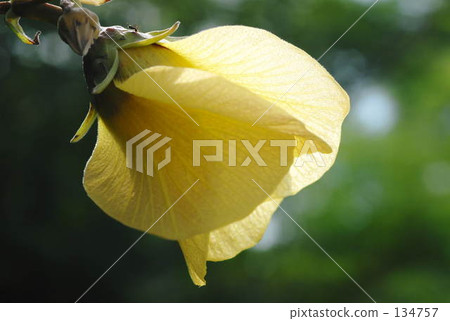 黃花 黃花 134757