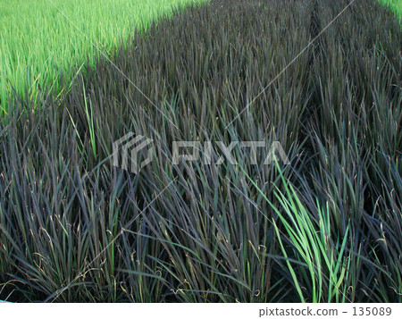 古代稻田背景素材 135089