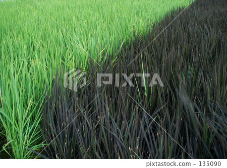 雙色古代稻田，背景材料。 135090