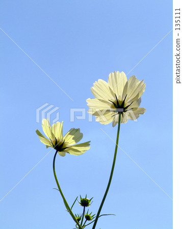 兩輪秋天櫻桃樹 兩輪秋天櫻桃樹 135111