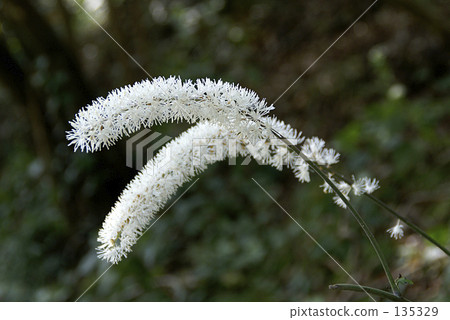 Bearded spinach 135329