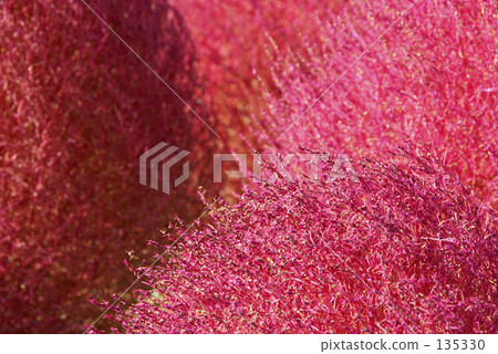 Autumn leaves of borax Autumn leaves of borax 135330