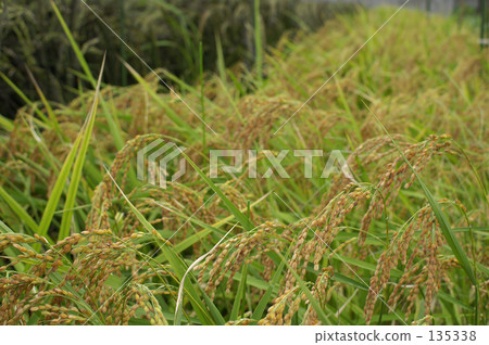 Background material of ancient rice in rice field Background material of ancient rice in rice field 135338