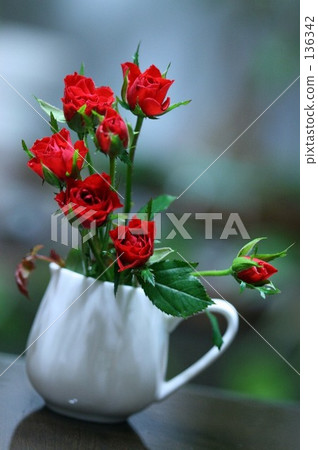 紅玫瑰 136342
