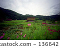Shirakawago 136642