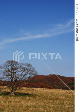 maple, yellow leafe, image 136703