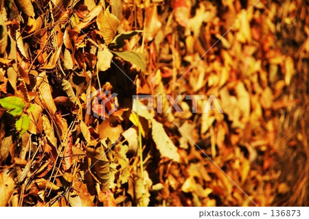 落葉 落葉 136873