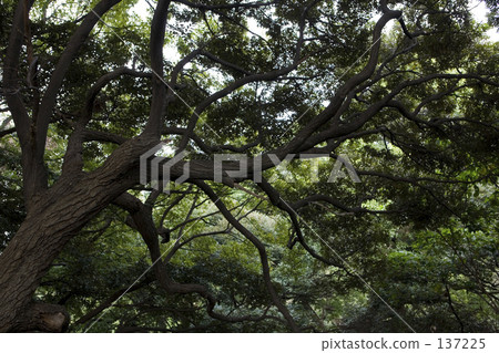 Curved tree 137225