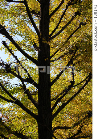 transmitted light, transmitted beam, ginkgo 139141