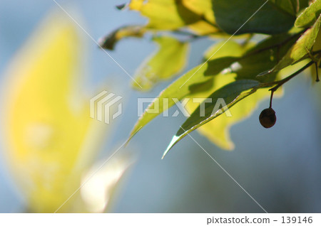Green shining in the light 139146