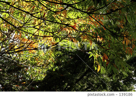 一個蝦虎魚樹的秋葉 139186
