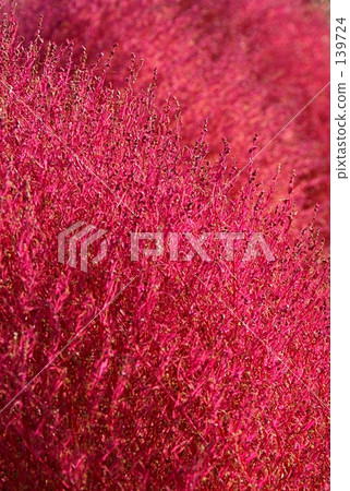 Autumn leaves of borax 139724