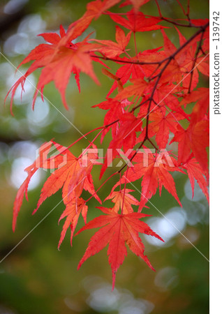 It stains in autumn color 139742