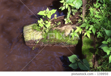 我的Numata Rice·Spring Minamusuke Funabori 0136 139950