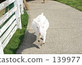 Goat 01 139977