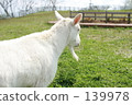 Goat 02 139978