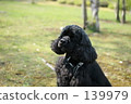 American Cocker Spaniel 139979
