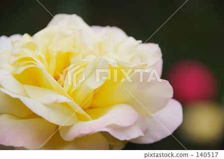 Rose named Peace 140517