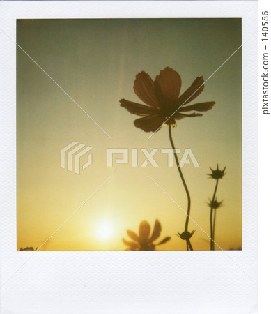 Sunset and Cosmos Sunset and Cosmos 140586