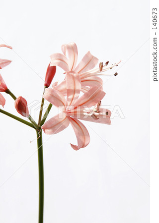Nerine 140673