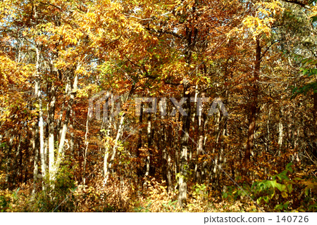 photo : silver birch, natural scenery, ashen