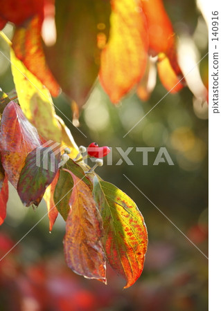 山茱萸紅色莓果 山茱萸紅色莓果 140916