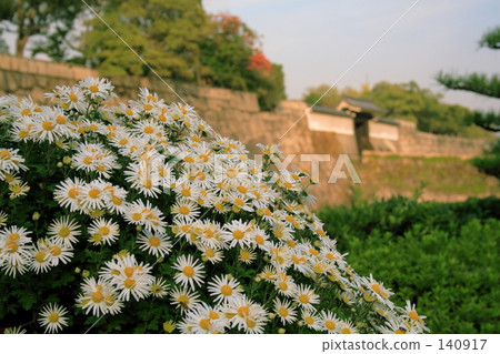 菊花和城堡 菊花和城堡 140917