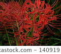 Cluster amaryllis 140919