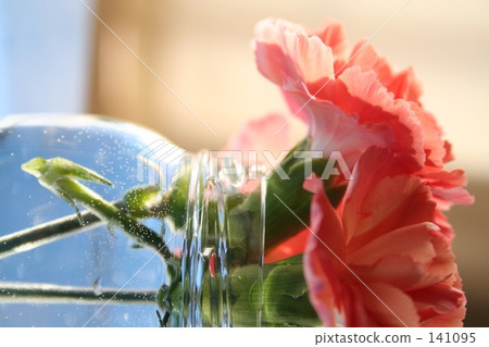 Carnation  141095