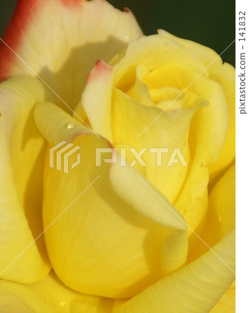 烤玫瑰 烤玫瑰 141832