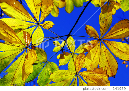 Autumn · Trees Autumn · Trees 141939