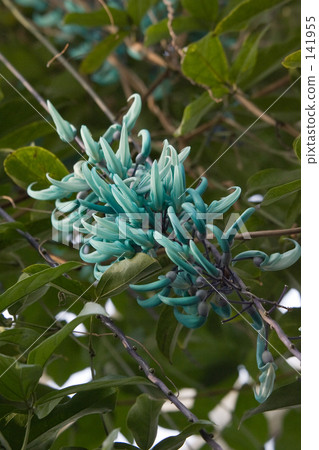 Jade vine · Hyplacea 141955