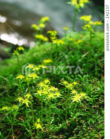 Meno Mannen Sow blooming under the cascade Meno Mannen Sow blooming under the cascade 142137