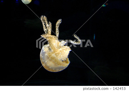 jellyfish  142453