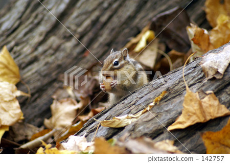 Ezoshimaris 5 142757