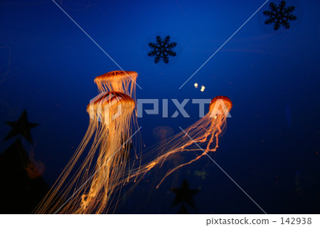 Jellyfish 142938