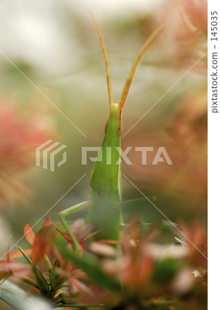 Shorurigata Shorurigata 145035
