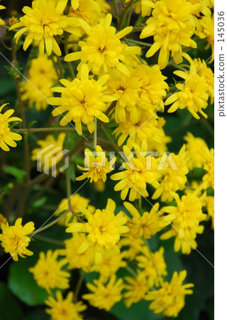 Autumn · flower Tsubaki (Asteraceae) 145036