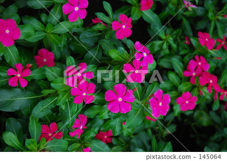 花·Nichinikishibo(松科) 花·Nichinikishibo(松科) 145064