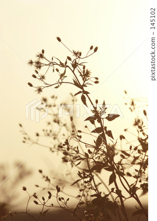 黑暗的光芒 145102