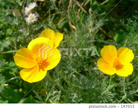 Yellow Yamabuki 147015