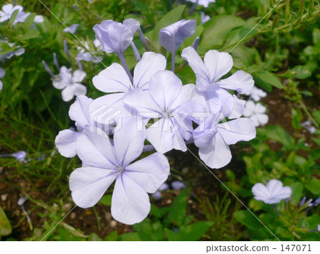 紫色barbena四 紫色barbena四 147071