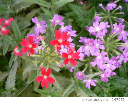 紅色和紫色barbena四 紅色和紫色barbena四 147073