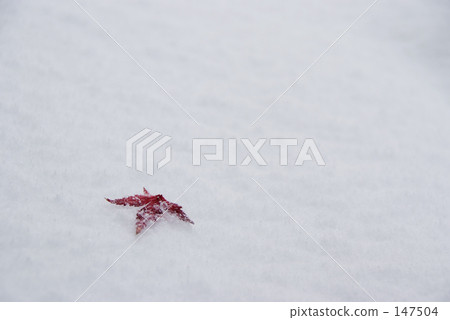 今年,第一場雪 今年,第一場雪 147504